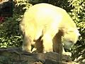 Zoo di Berlino,  gli ultimi istanti di Knut