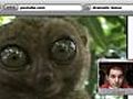 Mr. Internet: Dramatic Lemur