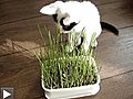 Timmy et l’herbe à chat