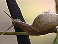 Public invited to trail a snail