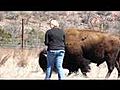 Une blonde attaquée par un bison