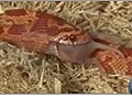 Corn Snake Feeding