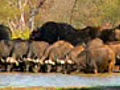 Buffalo Attraction