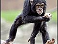 Chimp Language Decoded               // video added January 15,  2010            // 1 comment             //                             // Embed video: