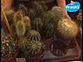 Comment entretenir un cactus en pot