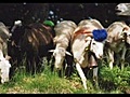 transhumance en cevennes (france)