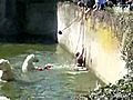 Polar Bears Attack Woman at Zoo