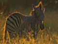 Zebras Host Their Friends