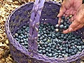 Blueberries from Moody Blues Farm