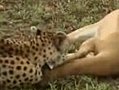 Dead Gazelle Outsmarts Cheetah