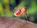 Seasons First Case Of Human West Nile Virus Found