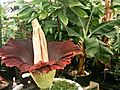 U.C. Davis&#039; Rare &#039;Corpse Flower&#039; In Bloom