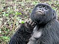 How Rwanda Benefits from Endangered Gorillas