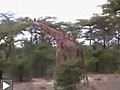 Avez vous déjà vu 2 girafes se battre ?