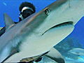 Reel Impact: Sharkwater