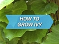 How To Grow Ivy