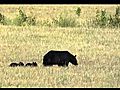 Black Bear in Cades Cove,  Smoky Mountains