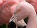 Scientists monitor freed flamingos