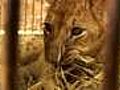 Circus lions head for safe haven