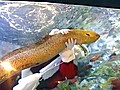 Santa rides an eel
