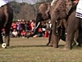 Elephant footie draws crowds in Nepal