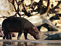 Curious hippos