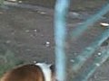Bulldog chasing a metal gate.
