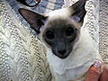 Siamese Cat Breed