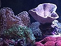 Saltwater Aquarium Coral 101