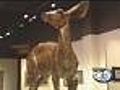 Green Bay Hosts 'Art & The Animal' Exhibit