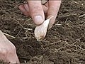 How to Plant Garlic