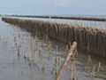 Fighting erosion in Thailand