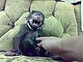 Baby Monkey Laugh