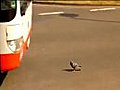 Fearless Pigeon Plays Chicken with Bus and Wins