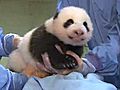 Panda Cub’s Fifth Exam