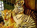 Tigers Have Different-Colored Fur