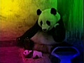 un panda qui fait le DJ