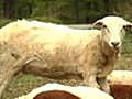 Genetic Scientists Develop Sheep With Brain Of A Goat