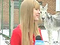 Donkey Interrupts Interview