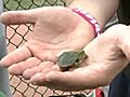 Tiny Turtle Is Big Luck For Baseball Team