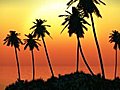 1063 Pacific Island Ocean Palm Sunset Stock Footage