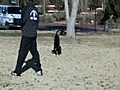 Hunting Labrador Retriever - Puppy Drills