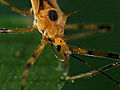 Monster Bug Wars: Assassin Bug