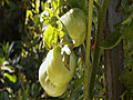 How to Grow Tomatoes in an Outdoor Container