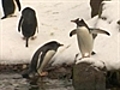 &#039;Penguin cam&#039; becomes Internet hit