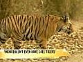 &#039;India doesn’t even have 1411 tigers&#039;