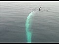 Twirling Finback Whale Dives Under Tour Boat