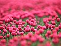 Blumenmeer aus 4,5 Millionen Tulpen