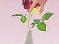 10 Tips for Cutting Roses