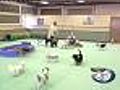 Pets Play The Day Away At Golrusk